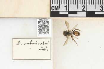 Media type: image;   Entomology 770570 Aspect: Labels